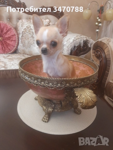 мини чихуахуа , снимка 4 - Чихуахуа - 53390929