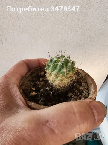 Echinofossulocactus