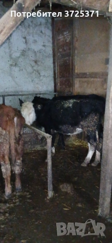 Продавам 5 бр женски телета 