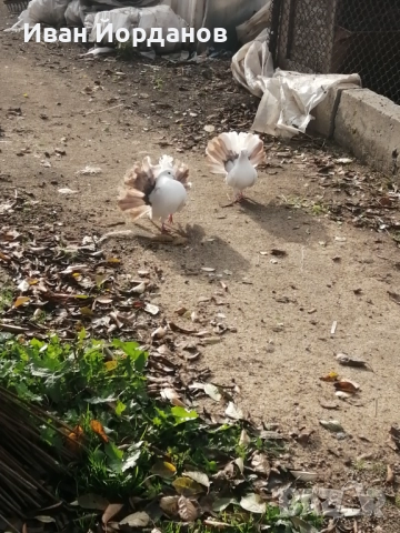 Гълъби Фенерлий, снимка 7 - Гълъби - 52275322