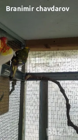 продавам папагали , снимка 10 - Папагали - 48108452