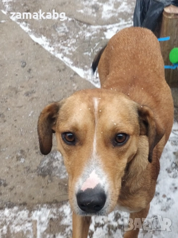 Умно и интелигентно куче си търси стопанин, снимка 2 - Други - 53155951