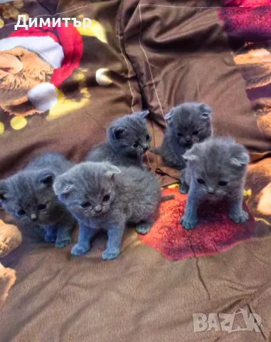 Шотландски клепоухи бебета , снимка 1