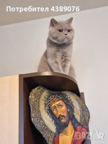 Чистокръвен лилав британец за разплод., снимка 2 - Британска късокосместа - 53074578