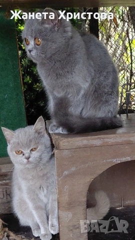 Продавам британски късокосмести котета , снимка 3 - Британска късокосместа - 52631439