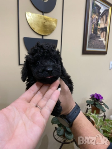 Пудел "мини" , снимка 6 - Пудели - 52250133