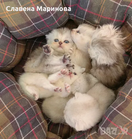 шотландски клепоухи, правоухи, сребърна, златна чинчила, колорпойнт, дългокосместа, късокосместа , снимка 1