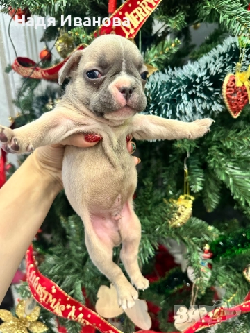 Френски белдочета, снимка 5 - Френски булдог - 52796420