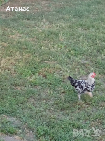  Декоративни петлета, снимка 5 - Кокошки и пуйки - 51786287