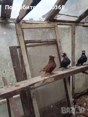 Динкеши и Бухари, снимка 6 - Гълъби - 52571617