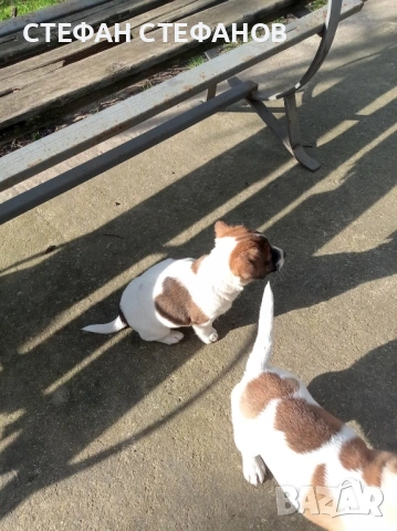 Джак Ръсел , снимка 11 - Джак ръсел териер - 52917744