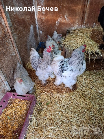 Яица за люпене от Кохен ,Брама,Орпингтон и Копринки, снимка 5 - други­ - 53056688