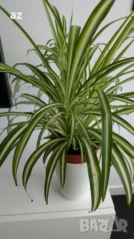 хлорифитум /зелена лилия/, снимка 8 - Други стоки за дома - 49896853