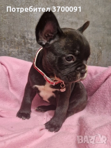 френски булдог , снимка 3 - Френски булдог - 52871698