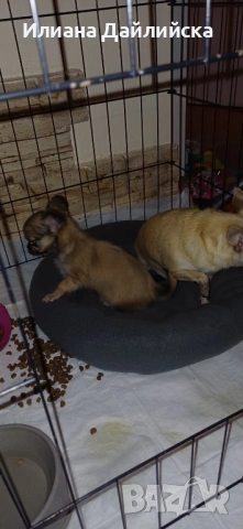 Супер мини чихуахуа, снимка 10 - Чихуахуа - 53387021