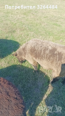 Продавам коч