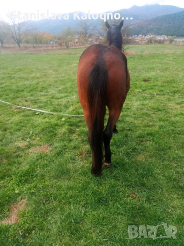 Продавам кобила на две години и половина, снимка 3 - Коне - 52930854
