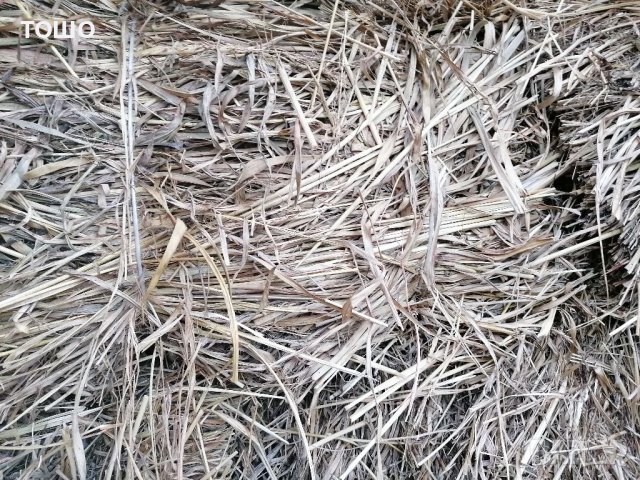 Бали трева. овесена слама със зърно , снимка 2 - Крави - 35093166