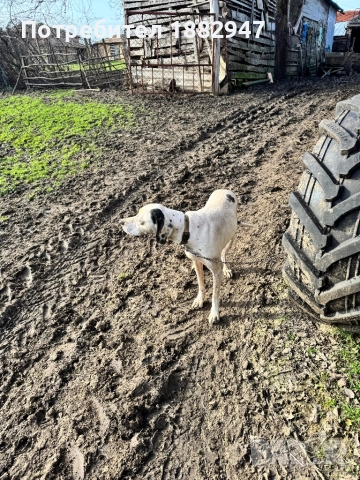 Английски пойнтер, снимка 4 - Пойнтер - 47344833