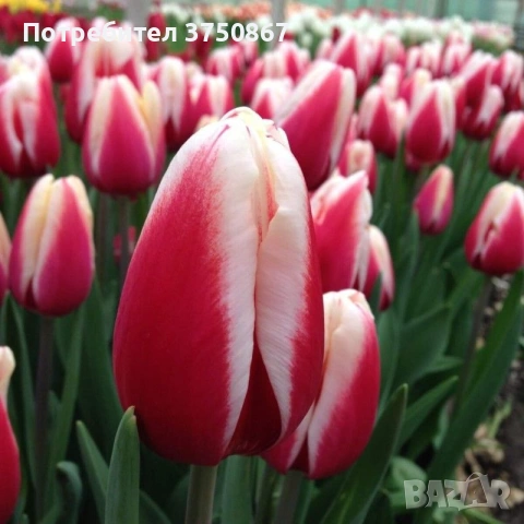 🌷 Лале в саксия (Tulipa), снимка 5 - Градински цветя и растения - 53449560