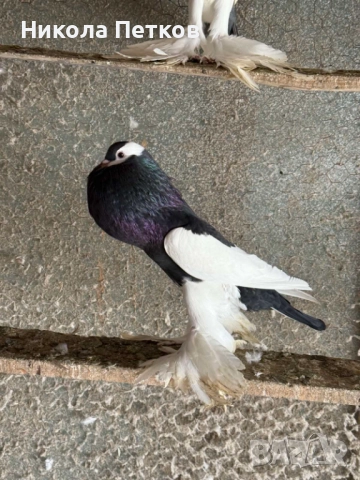 Седлати болани , снимка 9 - Гълъби - 52890583