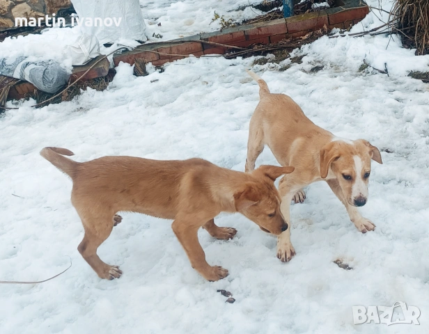 Малки кучета, снимка 4 - Лабрадор ретривър - 53608902