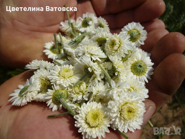 сертифициран разсад от лавандула, бял равнец, хизоп, римска лайка , малина, касис----, снимка 2 - Сортови семена и луковици - 26704649