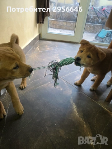 Продавам кученца, снимка 2 - Шиба ину - 53574717