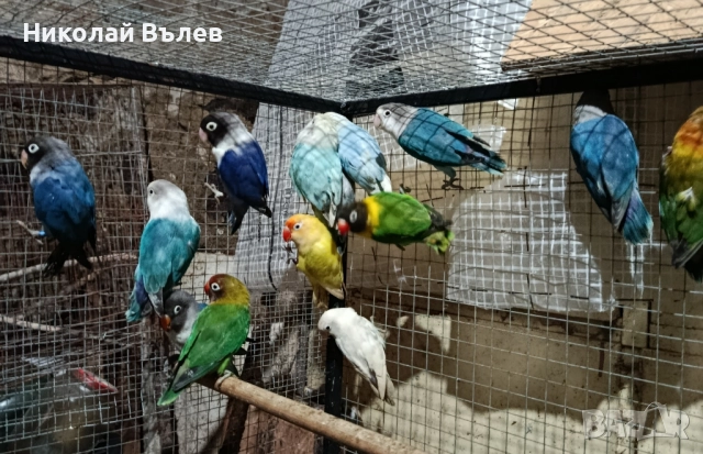 Неразделки , снимка 3 - Папагали - 52582245