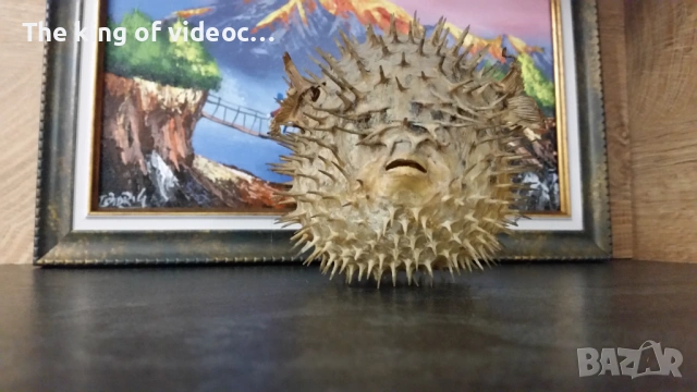 Препарирана риба Фуго  , снимка 4 - Антикварни и старинни предмети - 53459041