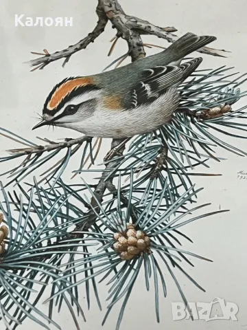 Картинка с птиченце в рамка , снимка 3 - Декорация за дома - 50080457