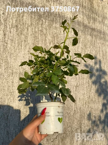 🌹 РОЗА 🌹Gpt RIMOSA® (Gold Bunny®) Meigro-Nurisar, снимка 4 - Градински цветя и растения - 51183293