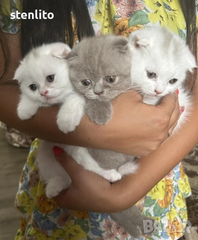 Шотландски котенца на 2 месеца, снимка 2 - Британска късокосместа - 32989455