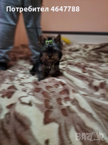 Йоркширски териер , снимка 8 - Йоркширски териер - 52444726