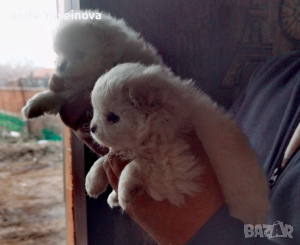 Продавам мини померани , снимка 2 - Померан - 52639375