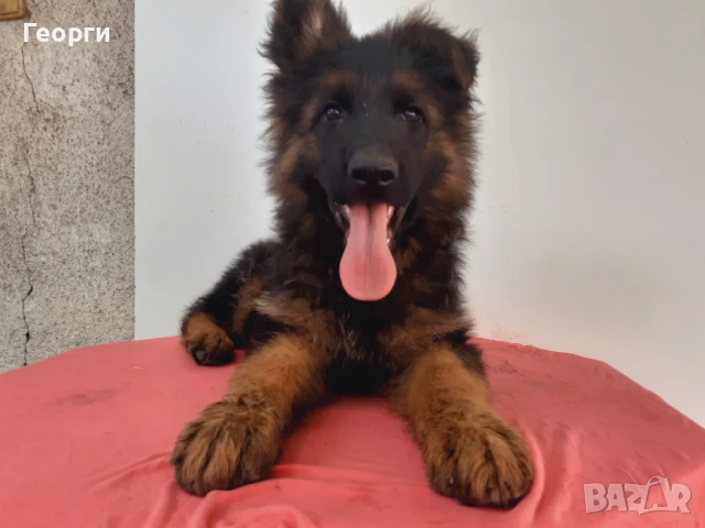 Немска овчарка, снимка 1