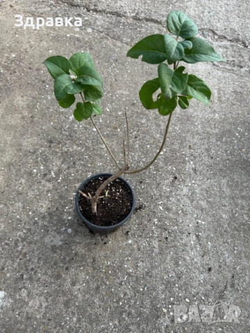 Лилав едър люляк 