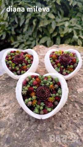 Гипсокерамични крила с формата на сърце и с живи студоустойчиви сукуленти!, снимка 3 - Декорация за дома - 52435989