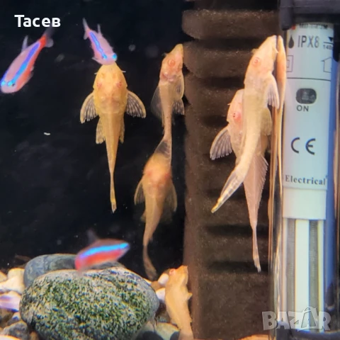 Гибицепс 5-6см, снимка 1