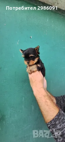 Мини йоркширски териер , снимка 2 - Йоркширски териер - 48327219