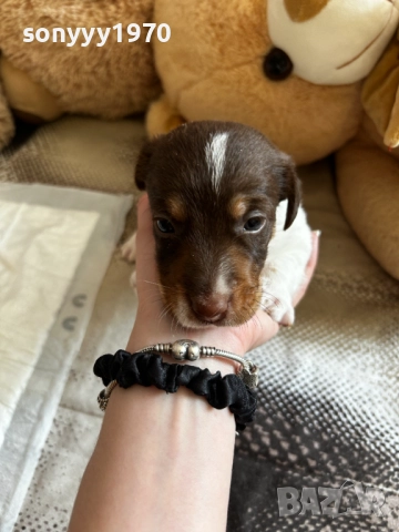 ДЖАК РЪСЕЛ 250ЛВ ЗА БРОЙ 1109251832, снимка 11 - Джак ръсел териер - 51682392