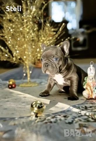 Френски булдог сини , снимка 3 - Френски булдог - 53030675