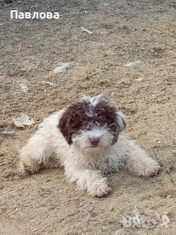 Продавам кученца лагото романьоло, снимка 5 - Други - 53065220