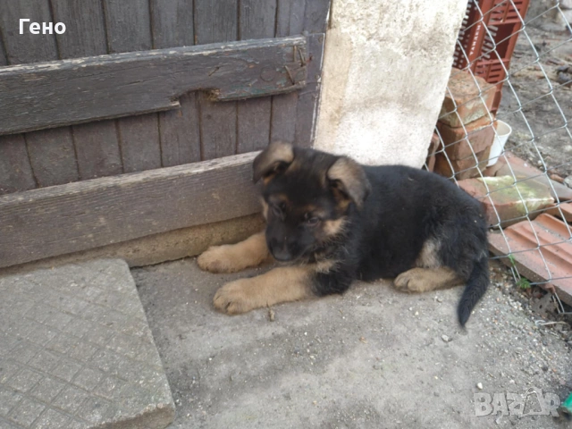 Продавам НОК, снимка 18 - Немска овчарка - 53309940