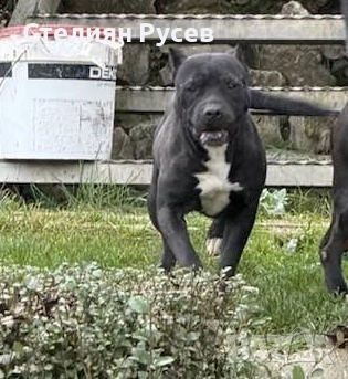 BULLY XL були + стафордширски териер - кучета реално според мен прилича на питбул -женско куче роден, снимка 3 - Американски стафордширски териер - 52037948