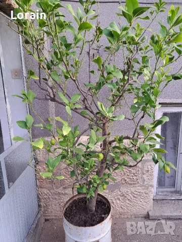 Лимон -дърво 