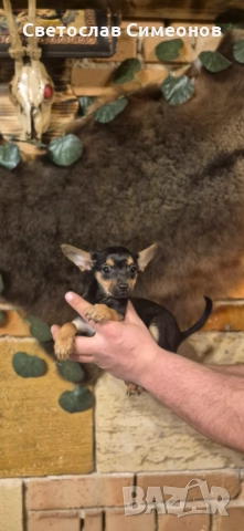 Мини померански шпиц и 2 бр пинчери, снимка 4 - Пинчер - 52832815