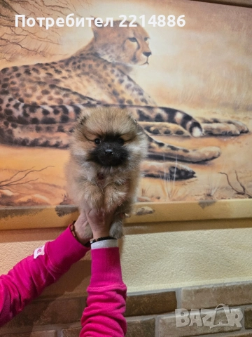 Померан женски 