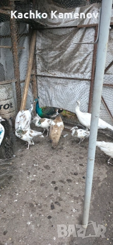 пауни, снимка 8 - други­ - 53406703