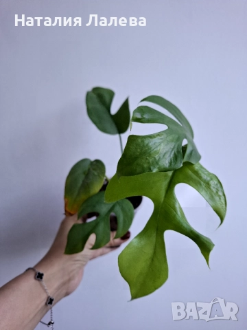Монстера, monstera minima